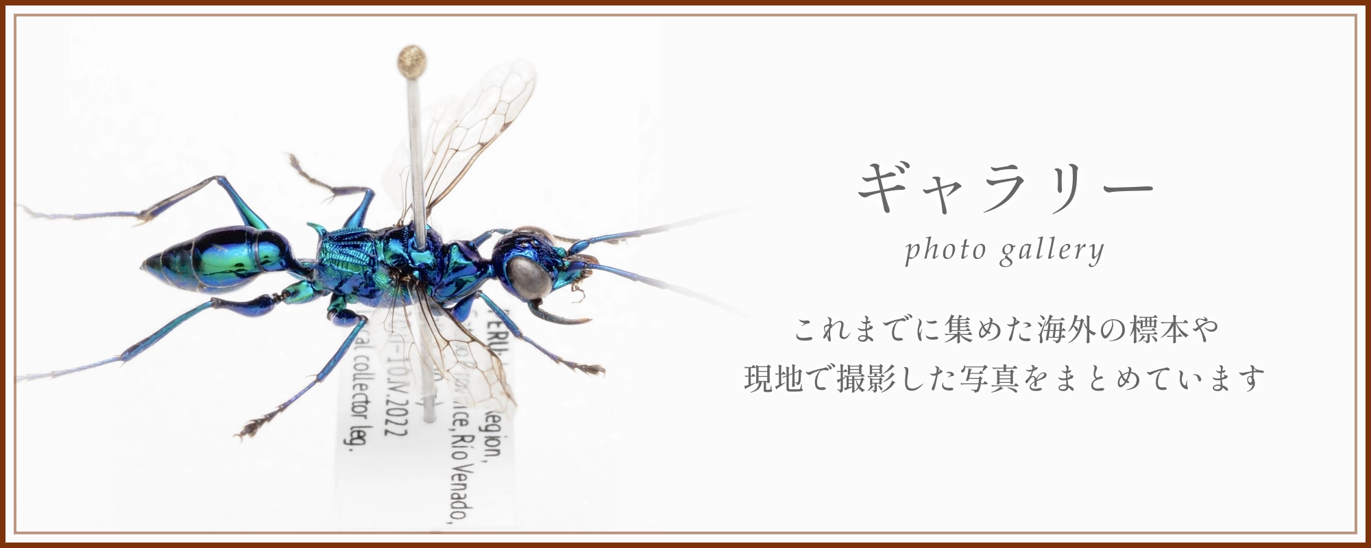 ギャラリーページ。これまでに集めた海外の標本や、現地で撮影した写真をまとめています。
