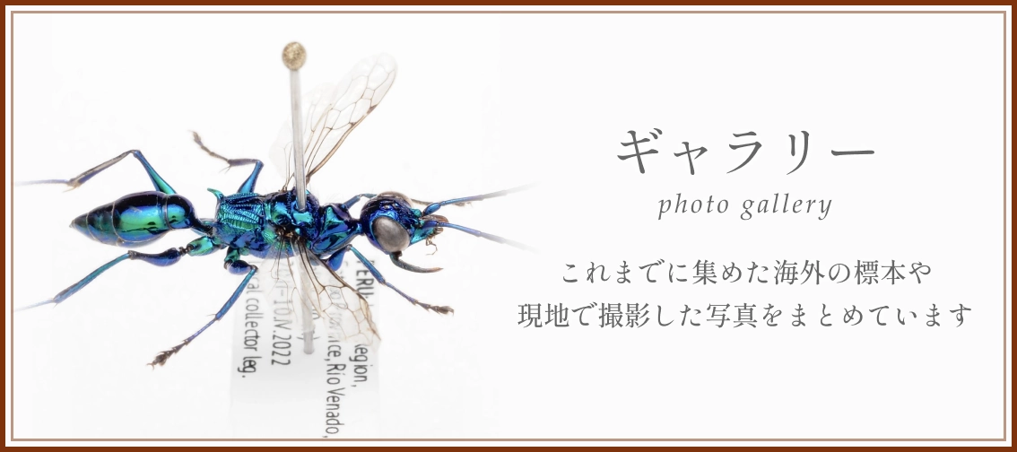 ギャラリーページ。これまでに集めた海外の標本や、現地で撮影した写真をまとめています。