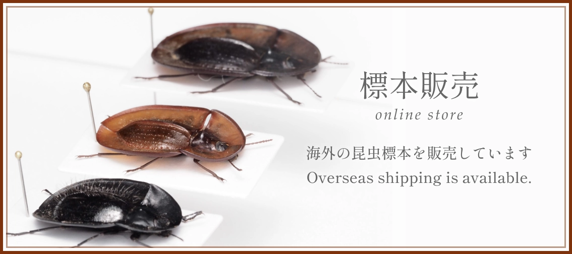 標本販売ページ。海外の昆虫標本を販売しています。Overseas shipping is available.
