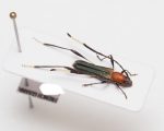 サンプルのgoogle翻訳テスト